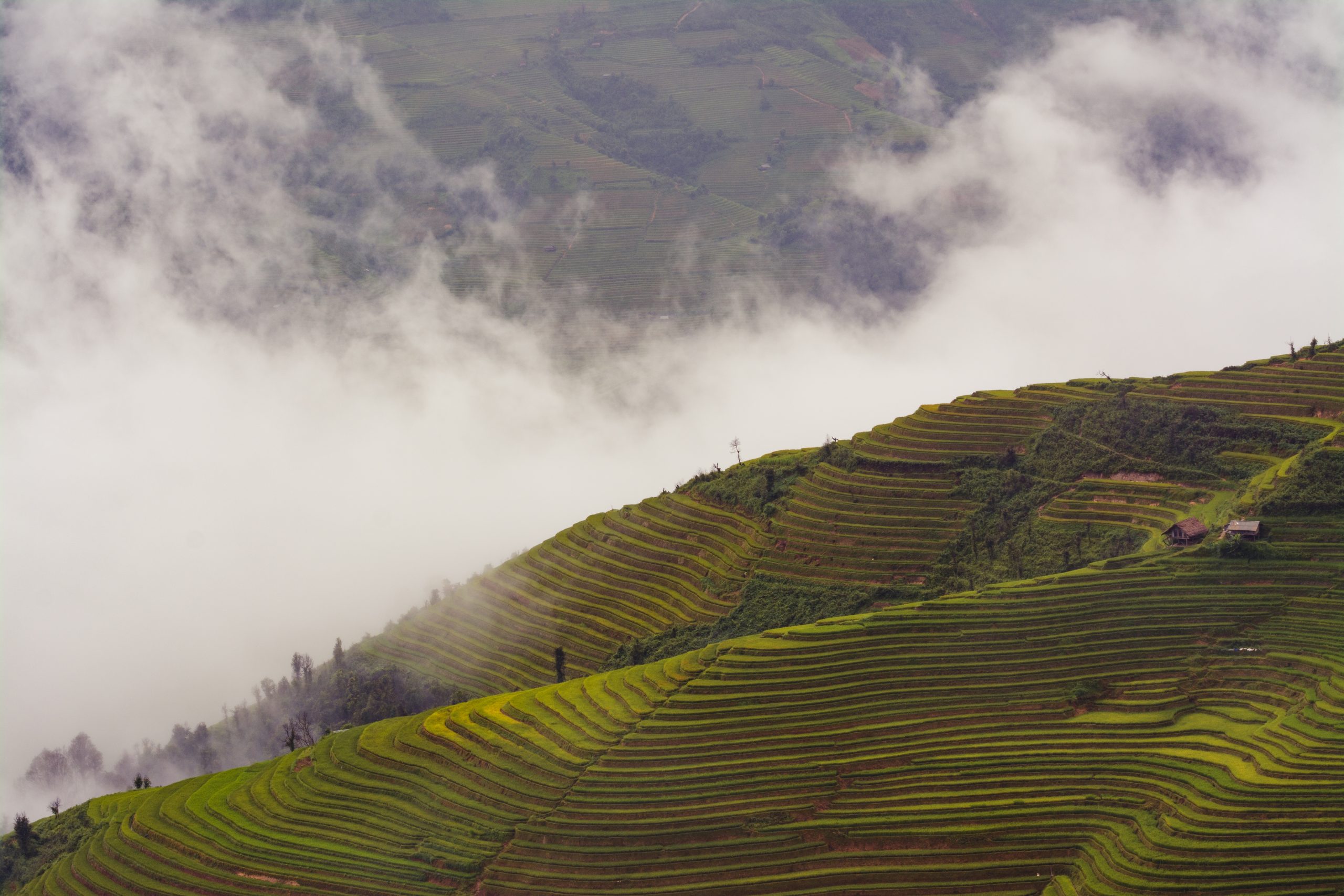 TOUR TÚ LỆ - ĐÈO KHAU PHẠ - MÙ CANG CHẢI